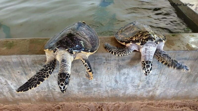 Exploring : Galle, Madu River & Turtle Hatchery Adventure - Practical Details & What to Expect