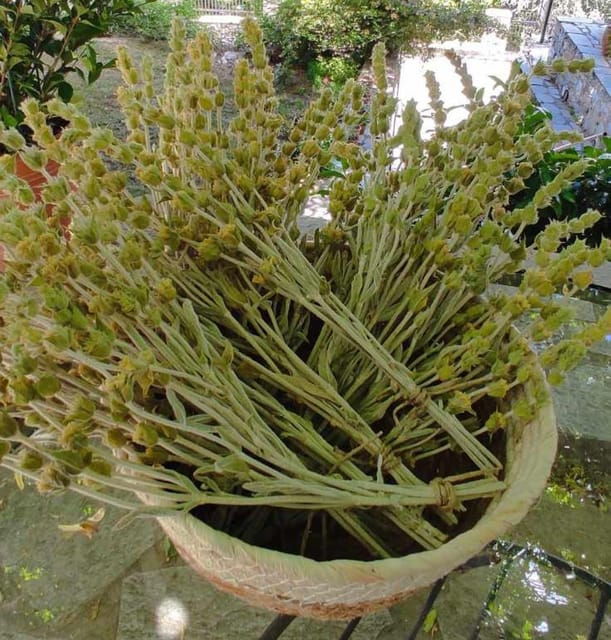 Exploring Herbal Treasures: A Guided Herbal Walk on Pelion - Good To Know