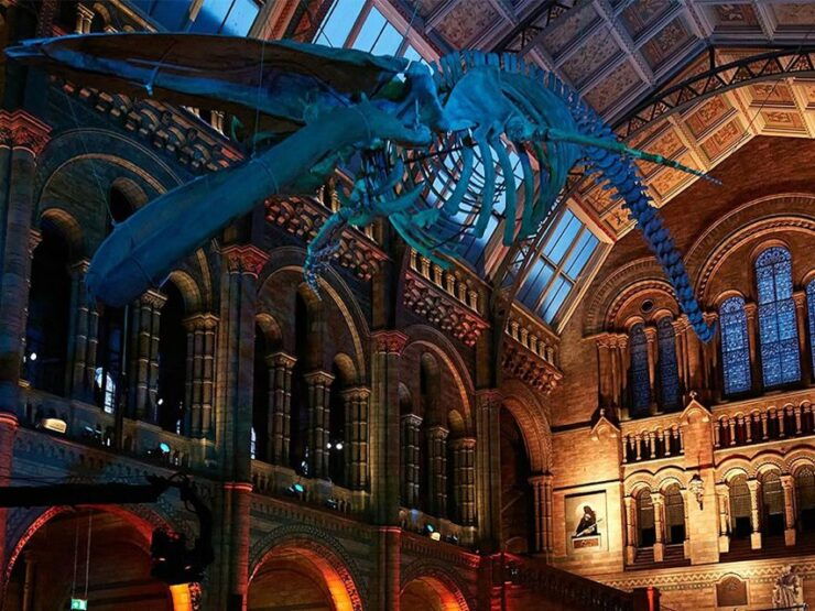 Exploring Londons Natural Marvels: Museum Adventure - Experience