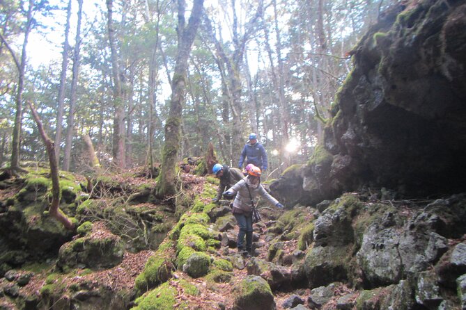 Exploring Mt Fuji Ice Cave and Sea of Trees Forest - Tour Details