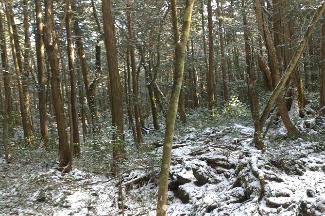 Exploring Mt Fuji Ice Cave and Sea of Trees Forest - Aokigahara Forest