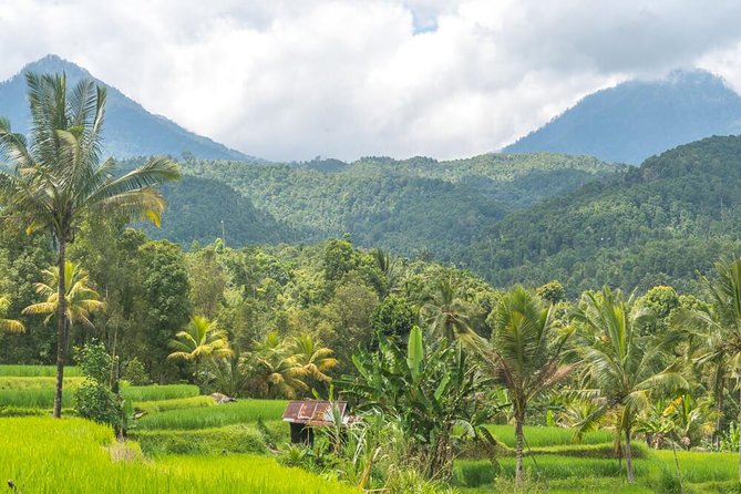 Exploring Munduk Village (Waterfalls, Rice Terrace, Traditional Local House) - Meeting Point and Pickup Locations