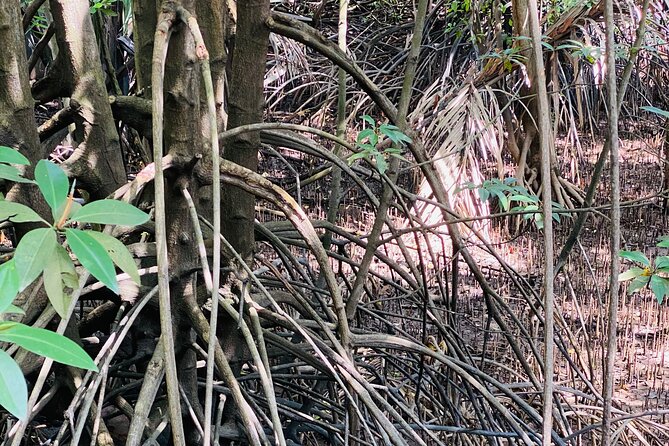 Exploring Singapore's Forgotten Hills - Exploring Natures Treasures