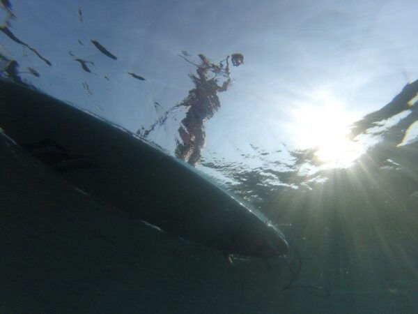 Exploring the Coast: SUP Adventure From Piran to Strunjan - The Sum Up