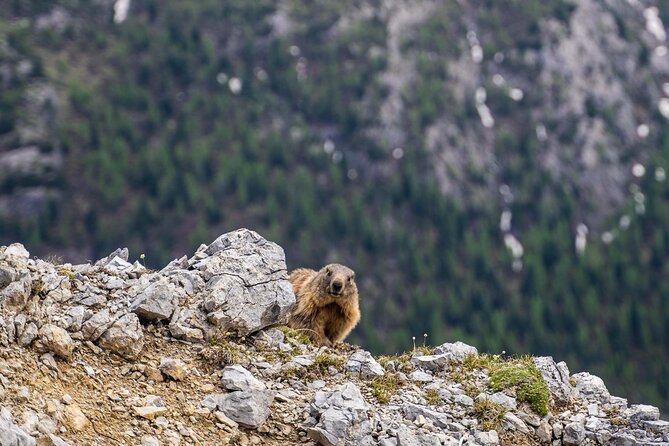 Exploring the Dolomites, One-Day Trekking in the Mountains - Choosing the Right Trail