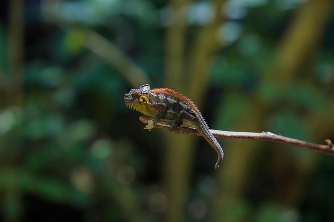 Exploring the EAST 8 Day Uganda Safari - Frequently Asked Questions