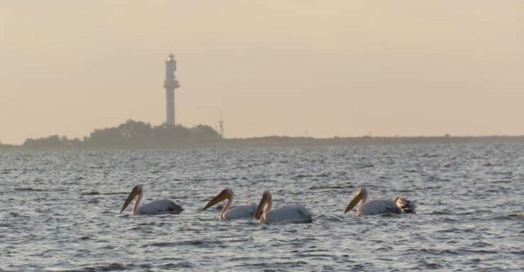Exploring the Magic of the Danube Delta Through Photo Lenses - Itinerary Highlights