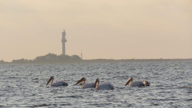 Exploring the Magic of the Danube Delta Through Photo Lenses - Unique Wildlife Photography