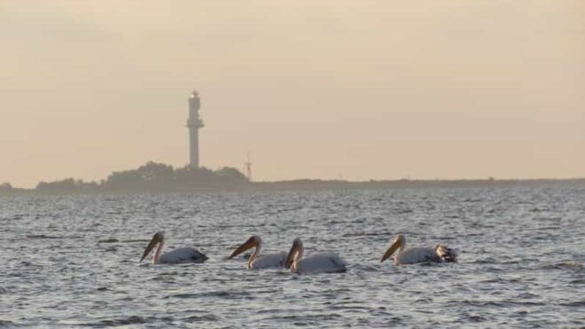Exploring the Magic of the Danube Delta Through Photo Lenses - Optimal Photography Conditions