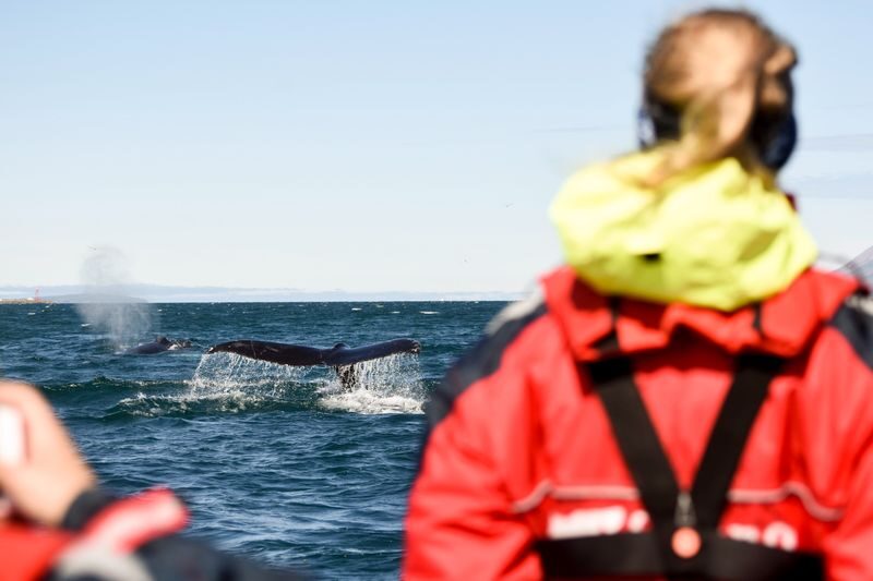 Express Whale Watching Experience in Akureyri - At a glance: the details that shape the trip