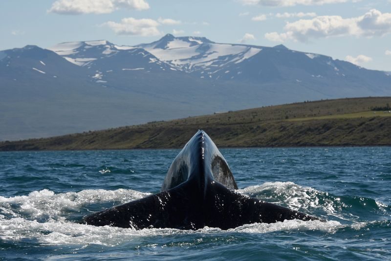 Express Whale Watching Experience in Akureyri - A two-hour RIB ride into Eyjafjörður