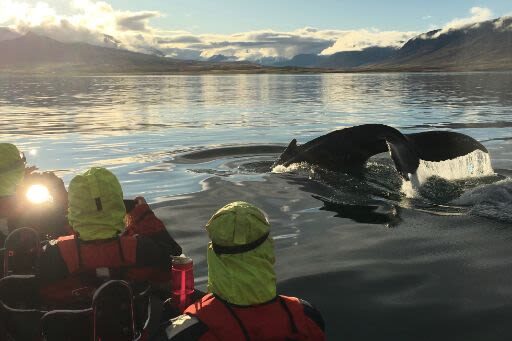 Express Whale Watching Experience in Akureyri - What the RIB changes about the experience