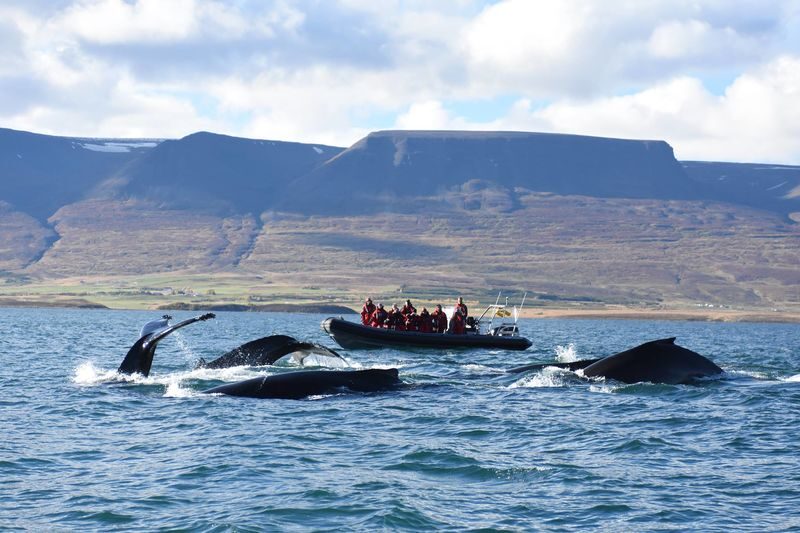 Express Whale Watching Experience in Akureyri - Dressing for Arctic air and spray