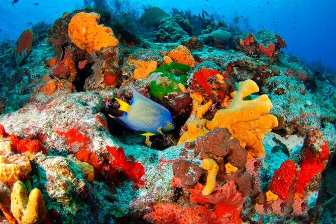 Extreme Day. Rappel, Ziplines & Snorkel with from Riviera Maya - The Sum Up