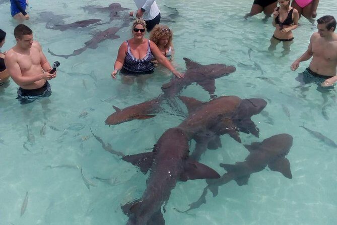 Exuma Day Away - Original Swimming Pigs Excursion - Final Thoughts: Who Is This Tour Perfect For?