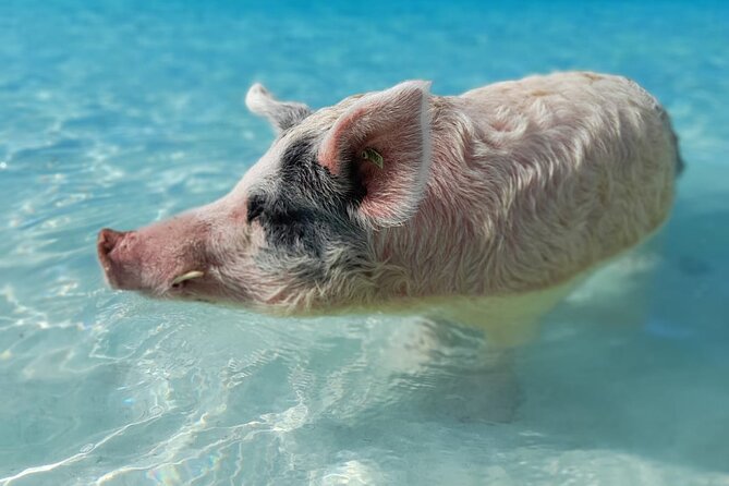 Exuma Island Hopping & Swimming Pigs Tour With Lunch From Nassau - Disappointing Shark Encounter