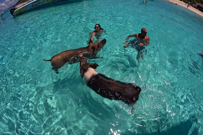 Exuma Island Hopping & Swimming Pigs Tour With Lunch From Nassau - Cost, Refunds, and Cancellation Policy