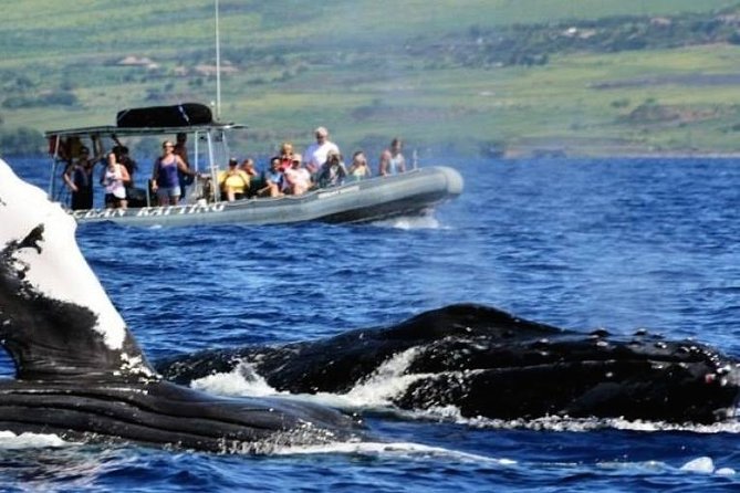 Eye-Level Whale Watching Eco-Raft Tour From Lahaina, Maui - Tour Overview