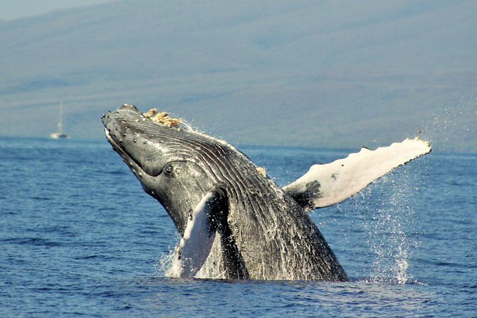 Eye-Level Whale Watching Eco-Raft Tour From Lahaina, Maui - Meeting and Pickup