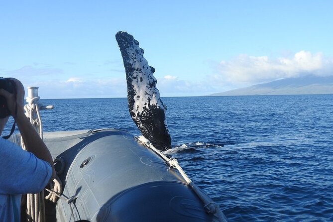 Eye-Level Whale Watching Eco-Raft Tour From Lahaina, Maui - Customer Experiences