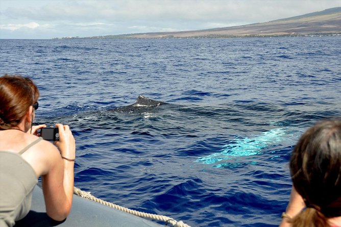 Eye-Level Whale Watching Eco-Raft Tour From Lahaina, Maui - Common Questions