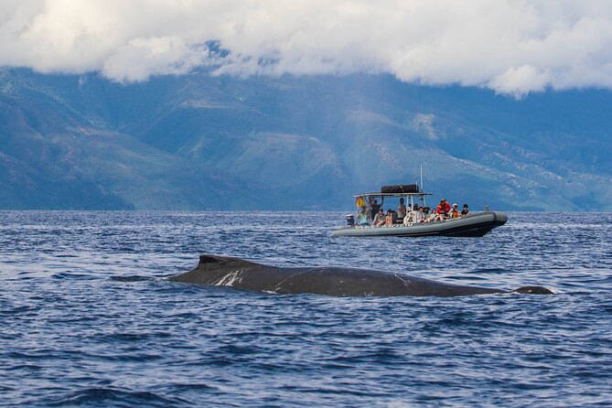 Eye-Level Whale Watching Eco-Raft Tour From Lahaina, Maui - The Sum Up