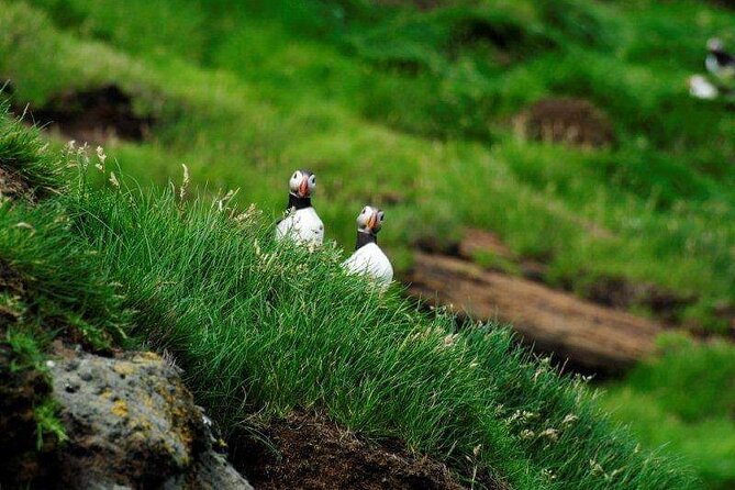 Eyjascooter Puffin Tour in Iceland - Meeting and Pickup