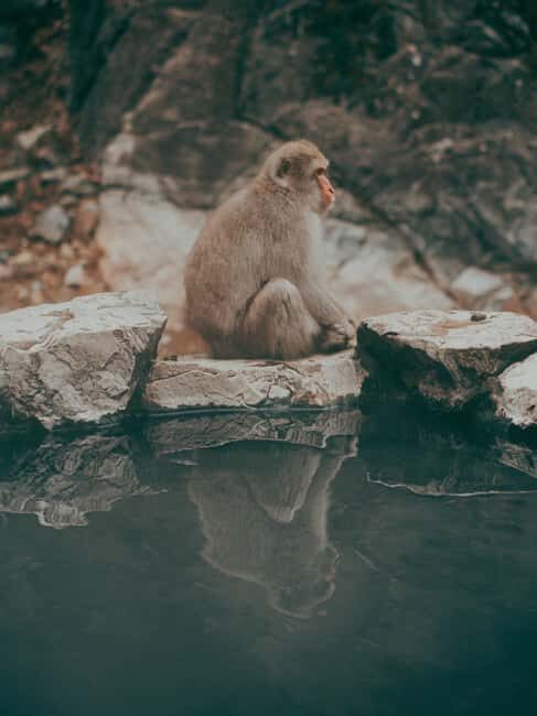 F: Tokyo:Nagano snow monkey/Zenko Ji temple private day tour - Introduction
