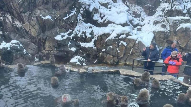F: Tokyo:Nagano snow monkey/Zenko Ji temple private day tour - Deep Dive into the Experience: What Sets It Apart