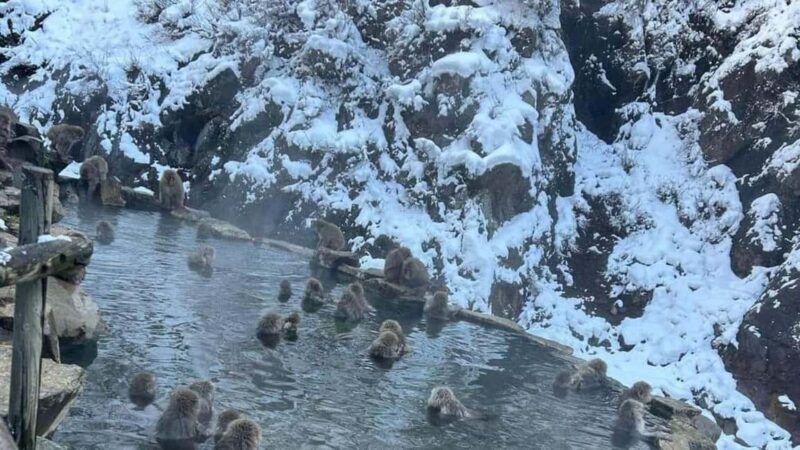 F: Tokyo:Nagano snow monkey/Zenko Ji temple private day tour - Good To Know