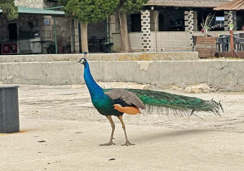 Faana: Brijuni Islands Lunch tour with Peacock Island Visit - Good To Know