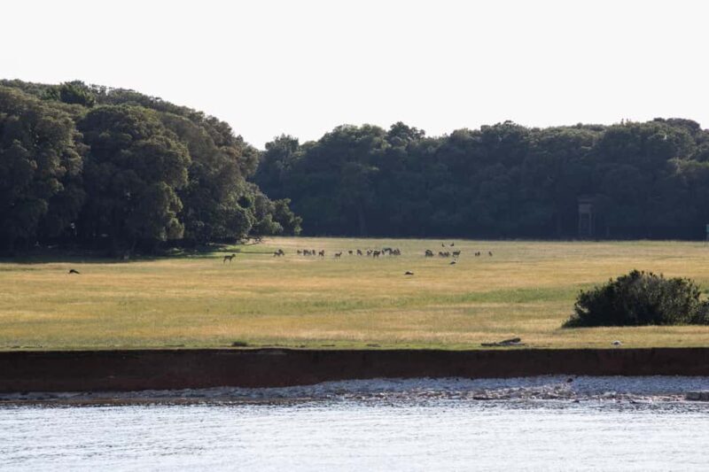 FAANA: PANORAMA NP BRIJUNI AND ISLAND SWIMMING STOP - Snorkeling and Marine Life