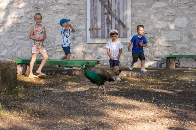 FAANA: PANORAMA NP BRIJUNI AND ISLAND SWIMMING STOP - Practical Details and What’s Included