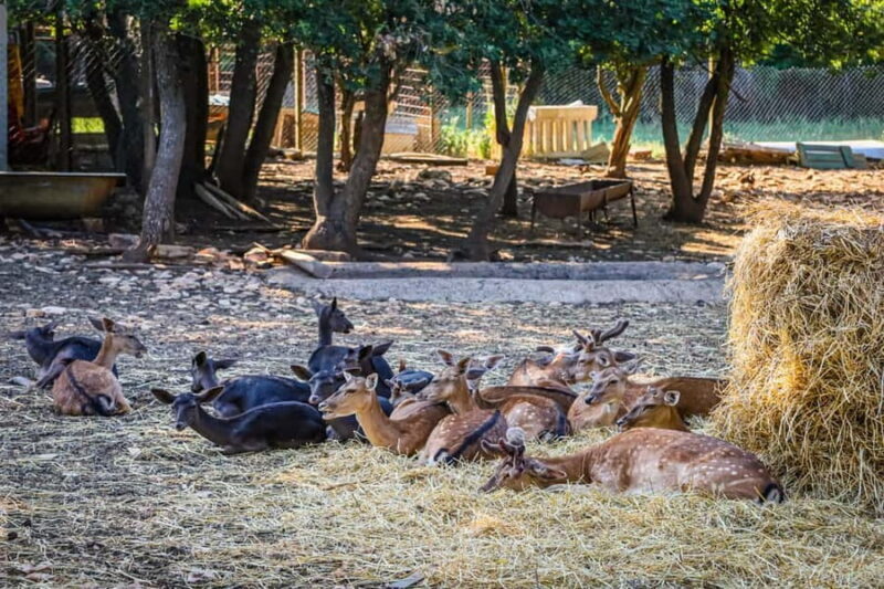 Faana/Pula: Buggy Sunset & Olive Oil Tasting Tour - Value for Money  