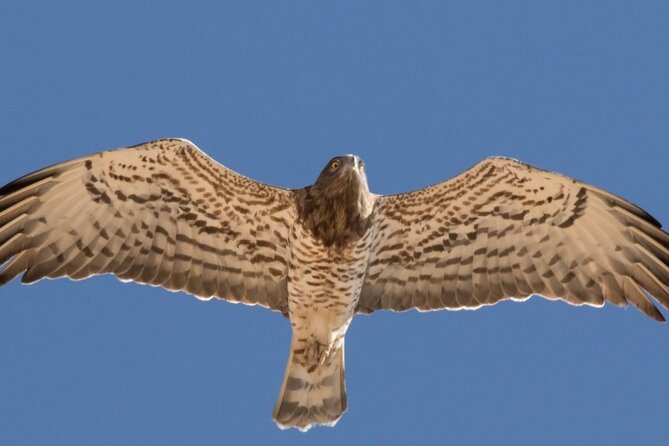 Fabulous Birdwatching in Lebanon - Good To Know