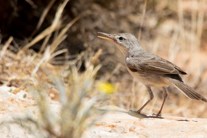 Fabulous Birdwatching in Lebanon - What to Bring for Birdwatching
