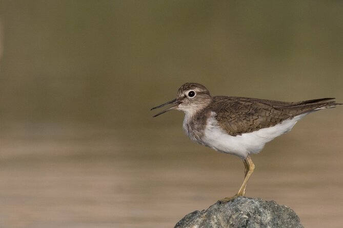 Fabulous Birdwatching in Lebanon - Ideal Time of Day for Birdwatching