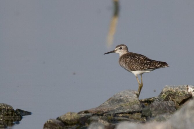 Fabulous Birdwatching in Lebanon - Benefits of Birdwatching in Lebanon