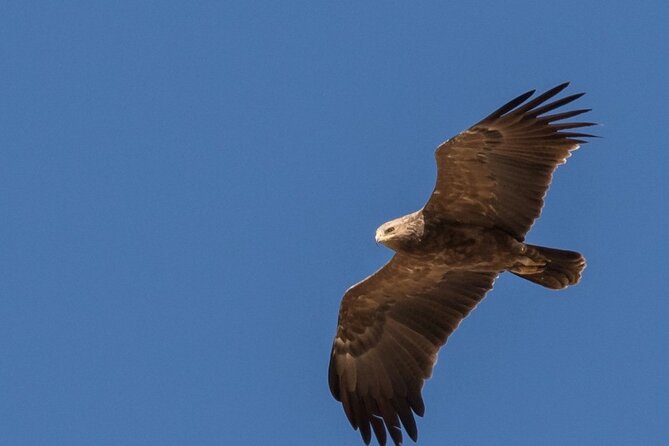 Fabulous Birdwatching in Lebanon - Booking Your Birdwatching Tour