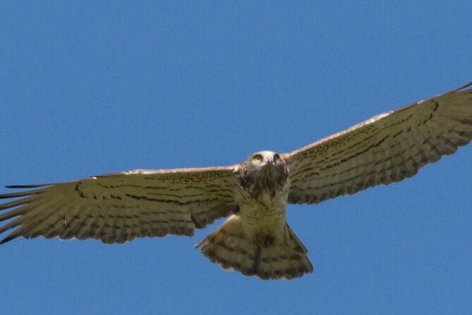 Fabulous Birdwatching in Lebanon - Birdwatching Etiquette and Guidelines