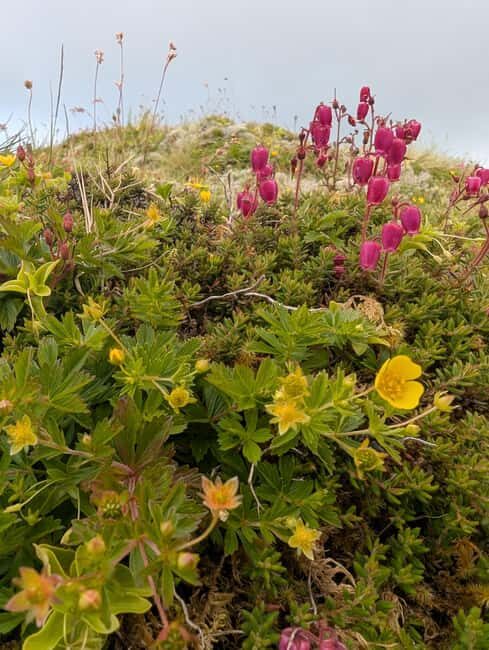 Faial: Private 4WD Half Day Island Tour with Local Guide - Final Thoughts