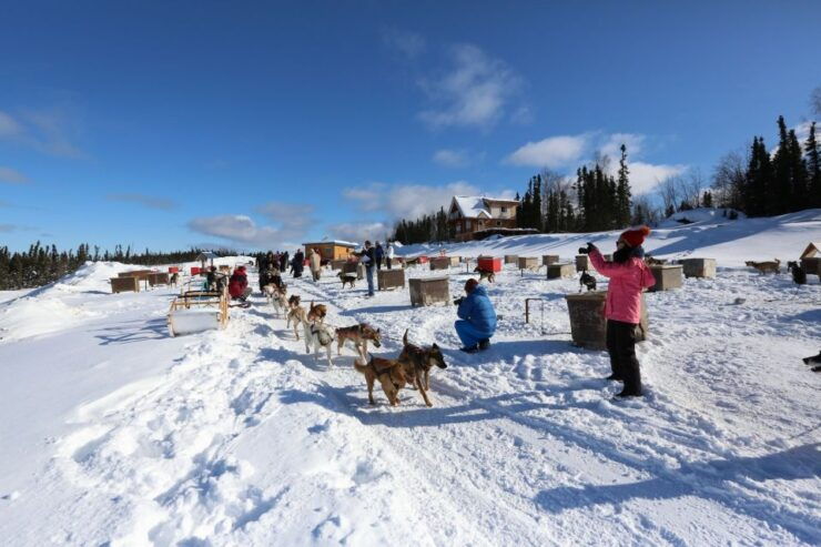 Fairbanks: 1-Hour Alaskan Winter Dog Sledding Adventure - Good To Know