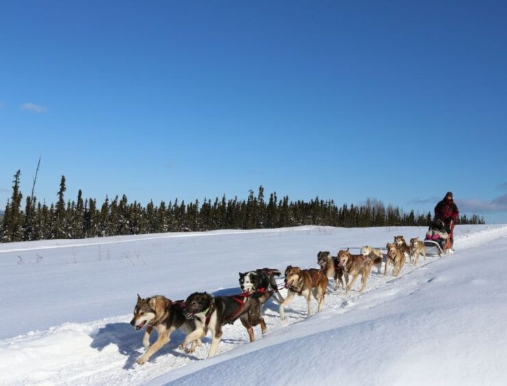 Fairbanks: 1-Hour Alaskan Winter Dog Sledding Adventure - Pricing and Duration