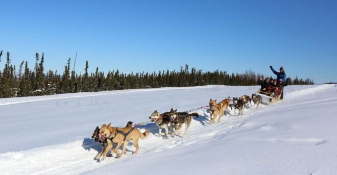 Fairbanks: 1-Hour Alaskan Winter Dog Sledding Adventure - Language and Cancellation