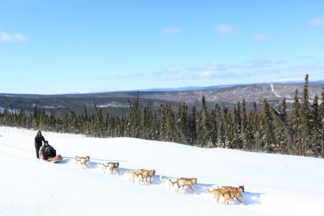Fairbanks: 1-Hour Alaskan Winter Dog Sledding Adventure - Experience Highlights