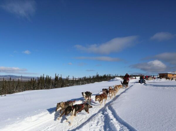 Fairbanks: 1-Hour Alaskan Winter Dog Sledding Adventure - Customer Feedback
