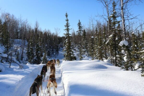 Fairbanks: 1-Hour Alaskan Winter Dog Sledding Adventure - Frequently Asked Questions