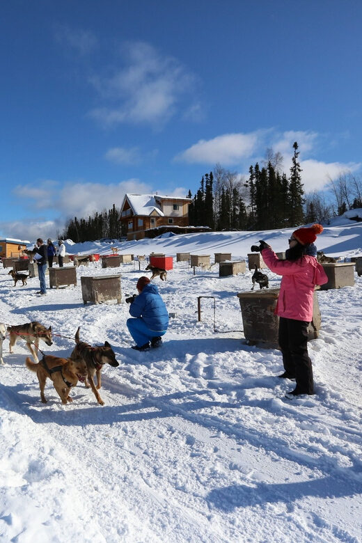 Fairbanks: 1-Hour Alaskan Winter Dog Sledding Adventure - What to Expect from the Fairbanks Dog Sledding Adventure