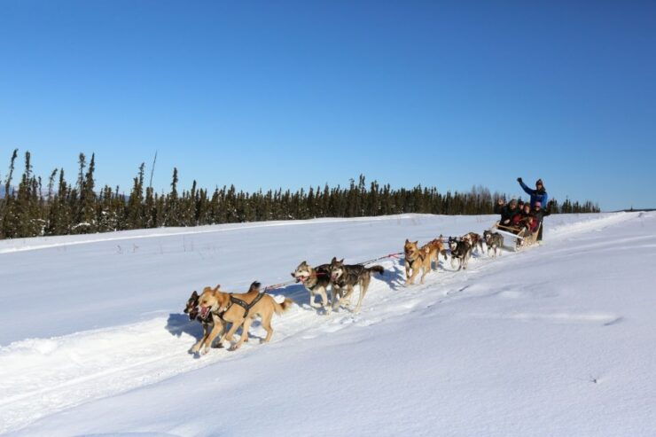 Fairbanks: 1-Hour Alaskan Winter Dog Sledding Adventure - Experience