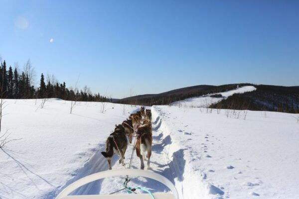 Fairbanks: 1-Hour Alaskan Winter Dog Sledding Adventure - The Sum Up